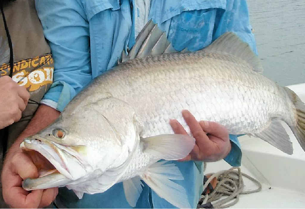 BRING ON THE BARRA: The barra tournament at Awoonga Dam is set to see anglers have the opportunity to reel in some good bites. BRING ON THE BARRA: The barra tournament at Awoonga Dam is set to see anglers have the opportunity to reel in some good bites.